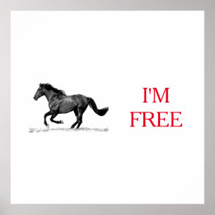 Poster Cavalo Negro Fugindo Sou Liberdade