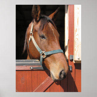 Pôster Cavalo no Barn