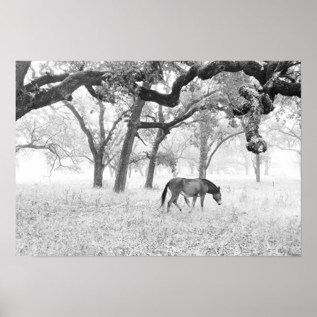 Pôster Cavalo No Campo De Cachorro De Oacos (Frente)