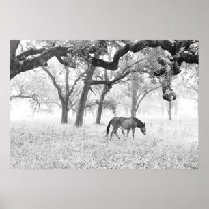 Pôster Cavalo no campo nevoento dos carvalhos