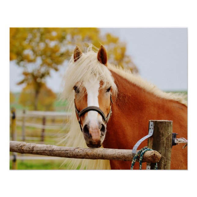 Pôster Cavalo No Portão (Frente)