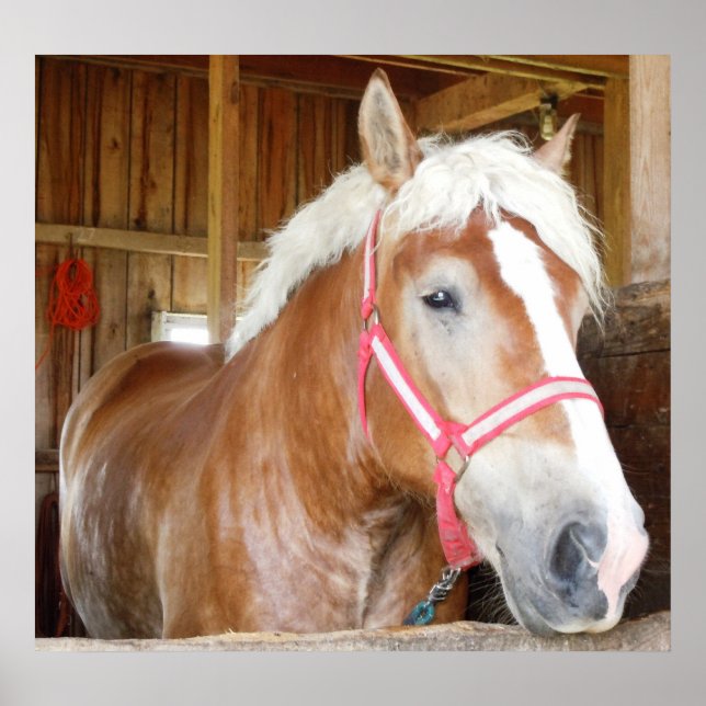 Poster Cavalo no Stall 1 (Frente)