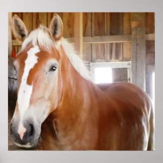 Pôster Cavalo no Stall 2