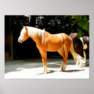 Pôster Cavalo Palomino