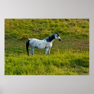 Poster cavalo Palouse, Colfax, Área Palouse, Washington