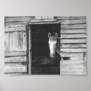 Poster Cavalo Peekaboo & Celeiro Preto e Branco