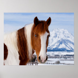 Poster Cavalo Pinto Monte Moran no Inverno