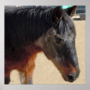 Poster Cavalo Pôneo Velho Doce - Cavalos e Pôs