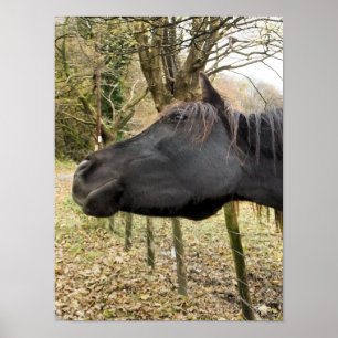 POSTER CAVALO PRETO