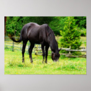 Pôster Cavalo preto bonito