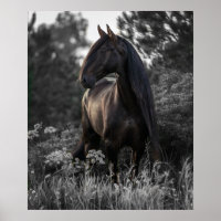 Cavalo Preto Branco Foto Moderno Cartaz