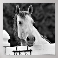 Cavalo Preto e Branco