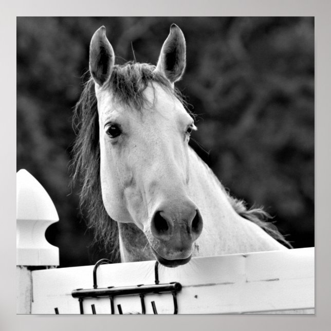 Poster Cavalo Preto e Branco (Frente)
