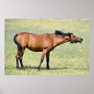 Pôster Cavalo próximo