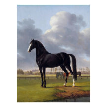 Cavalo Raça Negra por volta de 1828