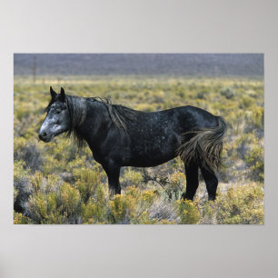 Poster Cavalo selvagem do mustang no deserto