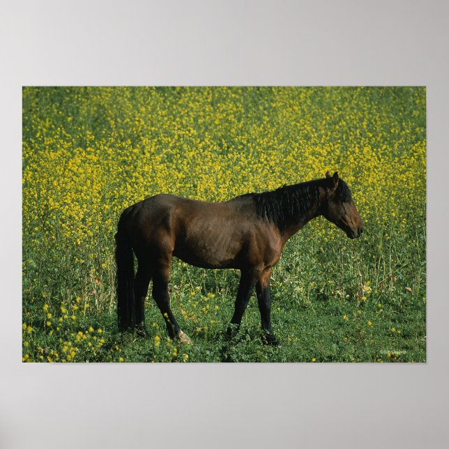 Poster Cavalo Selvagem Mustang em Flores (Frente)