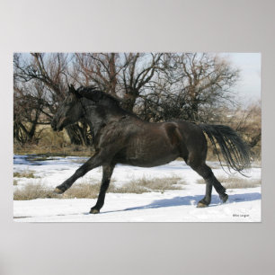 Poster Cavalo Selvagem Mustang na Neve 2
