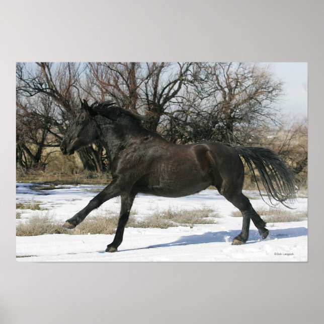 Poster Cavalo Selvagem Mustang na Neve 2 (Frente)
