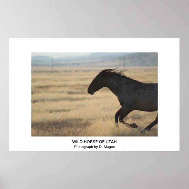 POSTER CAVALO SELVAGEM PERSONALIZÁVEL DA FOTOGRAFIA UTAH (Frente)