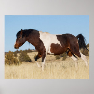 Poster Cavalo Selvagem, Steens Mountains