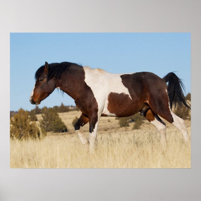 Poster Cavalo Selvagem, Steens Mountains (Frente)