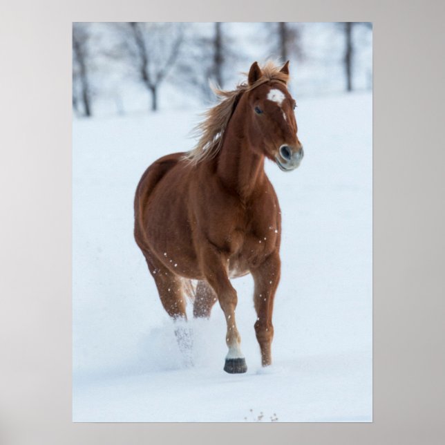 Poster Cavalo solteiro correndo na neve (Frente)