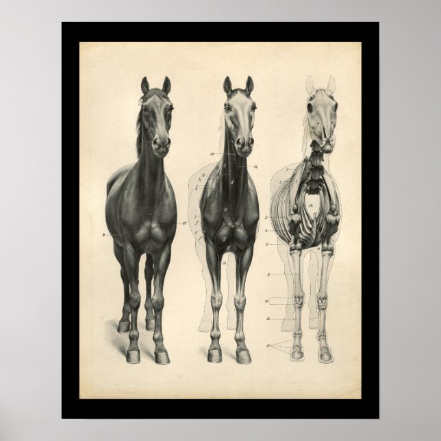Poster Cavalo Veterinário Anatomia Muscular Esquelética I (Frente)