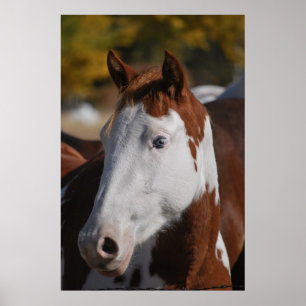 Poster Cavalo Western Piebald Pinto Pintura Cartaz Arte I