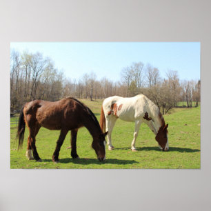 Poster Cavalos