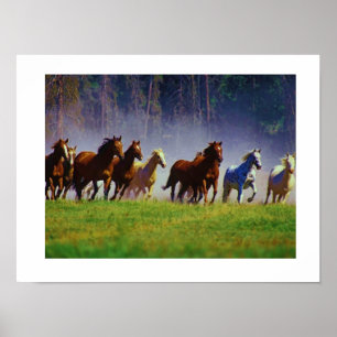 Poster cavalos