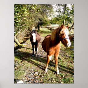 PÔSTER CAVALOS