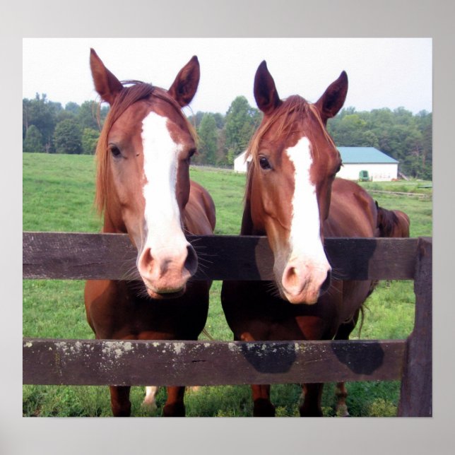 Poster Cavalos (Frente)