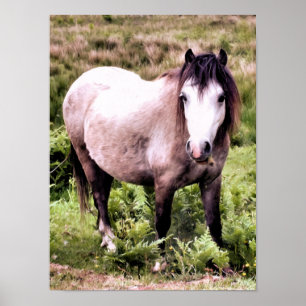 PÔSTER CAVALOS