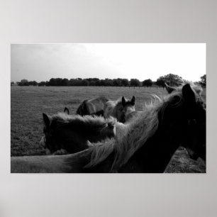 Pôster Cavalos