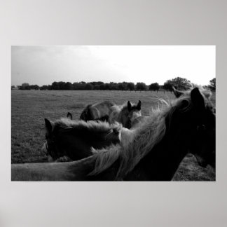 Pôster Cavalos