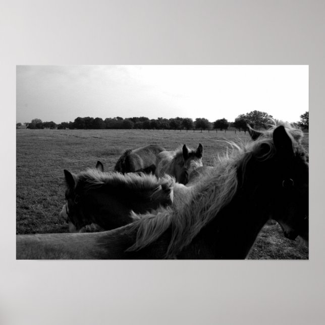 Pôster Cavalos (Frente)