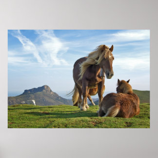 Poster Cavalos