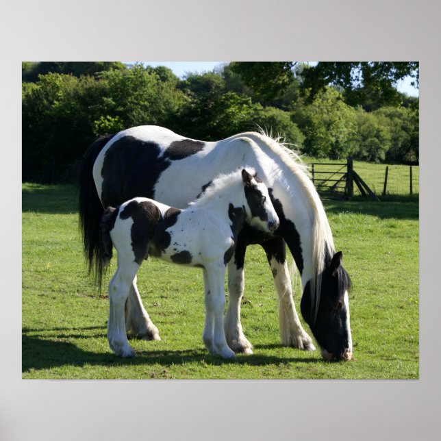 Pôster Cavalos (Frente)
