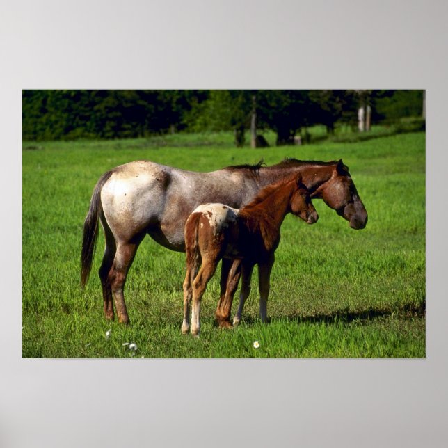 Pôster Cavalos (Frente)