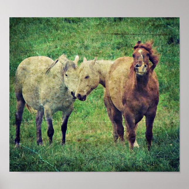 Pôster Cavalos bobos (Frente)