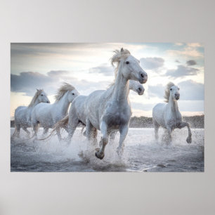 Poster Cavalos Brancos