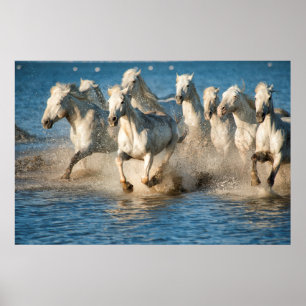 Poster Cavalos brancos de Camargue, France