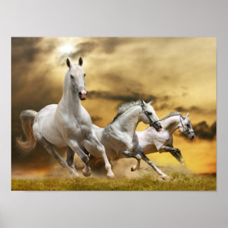 Pôster Cavalos brancos selvagens