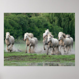 Poster Cavalos Camargue Correndo na Água
