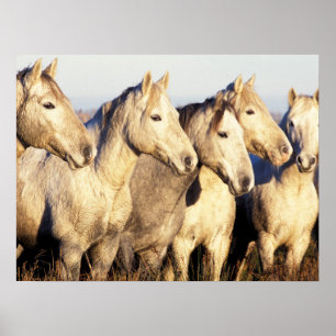 Poster Cavalos Camargue (Eguus caballus)