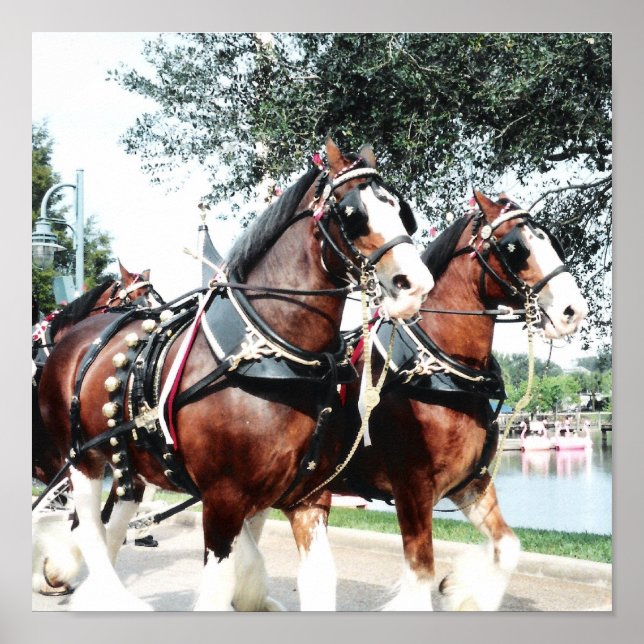 Poster Cavalos Clydesdale (Frente)