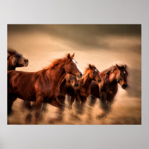 Poster Cavalos Correndo