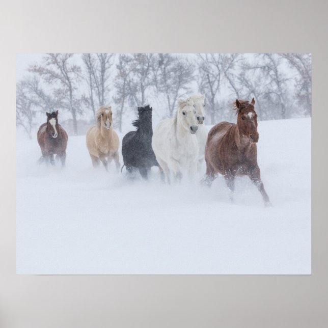 Poster Cavalos Correndo Através da Neve (Frente)
