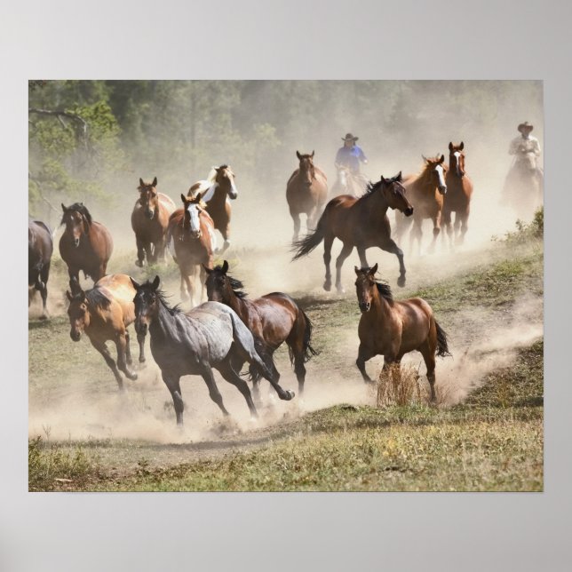 Pôster Cavalos correndo durante o roundup, Montana (Frente)